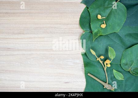 Layout creativo di foglie di paulownia e frutta secca in autunno sul tavolo. Concetto di spazio neutro piatto. Ideale per lo sfondo della diapositiva di presentazione. Foto Stock