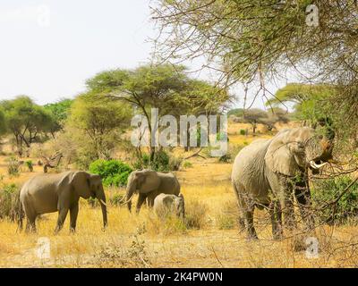 Gruppo di famiglie di elefanti nel Parco Nazionale di Tarangire, Tanzania, Africa Orientale Foto Stock