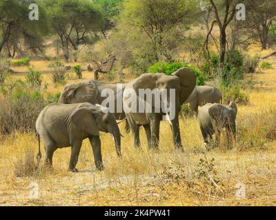 Gruppo di famiglie di elefanti nel Parco Nazionale di Tarangire, Tanzania, Africa Orientale Foto Stock