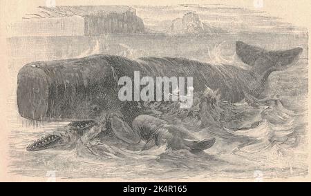 Antica illustrazione incisa della balena spermatica. Illustrazione vintage della balena spermatica. Vecchia immagine incisa dell'animale. La balena spermatica o cachalot (Physeter macrocephalus) è la più grande delle balene dentate e il più grande predatore dentato. È l'unico membro vivente del genere Physeter e una delle tre specie esistenti della famiglia delle balene spermatiche, insieme alla balena spermatica pygmy e alla balena spermatica nana del genere Kogia. La balena spermatica è un mammifero pelagico con una gamma mondiale e migrerà stagionalmente per l'alimentazione e l'allevamento. Le femmine e i giovani maschi vivono insieme in gruppi, Foto Stock