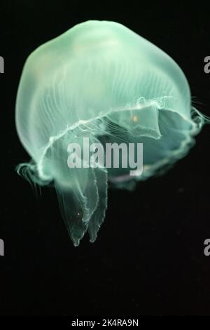 Gelatina di luna traslucida (Aurelia aurita) illuminata drammaticamente al Georgia Aquarium nel centro di Atlanta, Georgia. (USA) Foto Stock