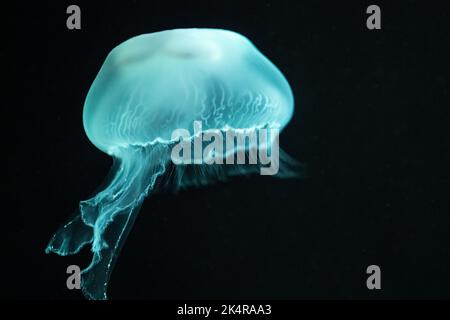 Gelatina di luna traslucida (Aurelia aurita) illuminata drammaticamente al Georgia Aquarium nel centro di Atlanta, Georgia. (USA) Foto Stock
