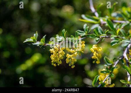 Berberis vulgaris fiore che cresce in prato, primo piano Foto Stock