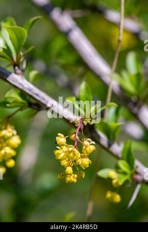 Berberis vulgaris fiore che cresce in prato, primo piano Foto Stock