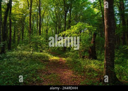 Raggi di sole attraverso alberi ombrosi rami nella fitta foresta verde Foto Stock