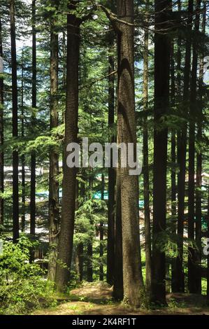 Alberi di cedro Deodar nel Parco Nazionale Van Vihar di Manali, Himachal Pradesh, India Foto Stock