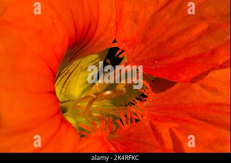 Primo piano di un fiore di un nasturtium arancio Tropaeolum majus Foto Stock