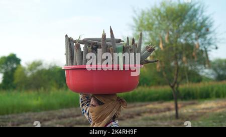 Donna lavoro in bajra o campo di miglio perla. Donna indiana che porta un po' di miglio cereale sulla sua testa in un cestino. Foto Stock