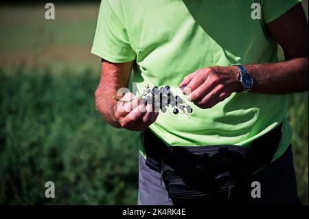 Parte centrale dell'uomo che mangia mazzo di uve rosse appena raccolte in mano Foto Stock