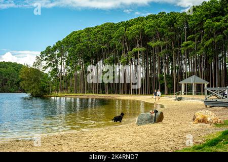 Gold Coast, Queensland, Australia - Pizzey Offleash Dog Area circondata dalla pineta Foto Stock