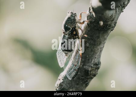 Una cicada siede su un fico in estate, primo piano. Cantando ad alta voce per chiamare la donna. Forte ronzio di cicale. Cicada Lyristes plebejus Foto Stock