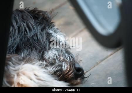 Goldendoodle sdraiato su una terrazza in legno. Sonno ibrido del cane. Foto animale di un cane Foto Stock