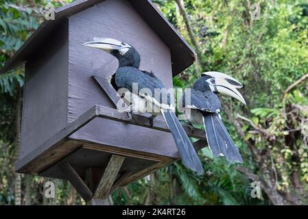 Immagine di una Hornbill Oriental Pied Foto Stock