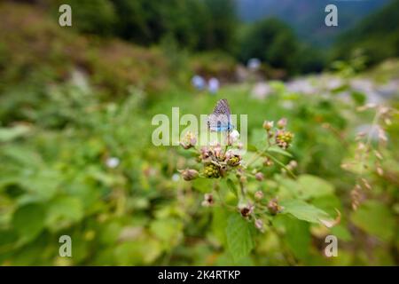 Una bella farfalla con le ali colorate blu siede su una giovane pianta di mora. Vista ravvicinata di una farfalla colorata in azzurro e viola. Foto Stock