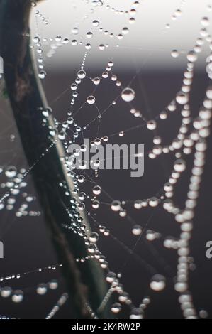 primo piano di una tela ragni da giardino con gocce d'acqua su uno sfondo a fuoco morbido Foto Stock