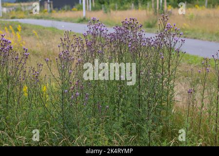 Acker-Kratzdistel, Ackerkratzdistel, Kratzdistel, Ackerdistel, Distel, Cirsium arvense, Creeping thistle, Canada thistle, campo thistle, modo thistle, Foto Stock