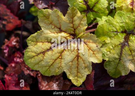 Heucherella 'cattura del fuoco' una pianta erbacea perenne fogliame con foglie verdi chiare e gialle in autunno, che è una croce tra bruchi Foto Stock