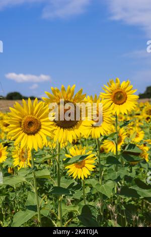 Colpo verticale di girasole giallo brillante (Helianthus annuus) infiorescenze nel loro proprio campo la mattina calda di estate sullo sfondo del vicino Foto Stock