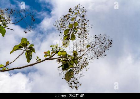 Un rametto di un ramo di teak le cui foglie sono ovali e verdi, isolate su uno sfondo di cielo bianco luminoso Foto Stock