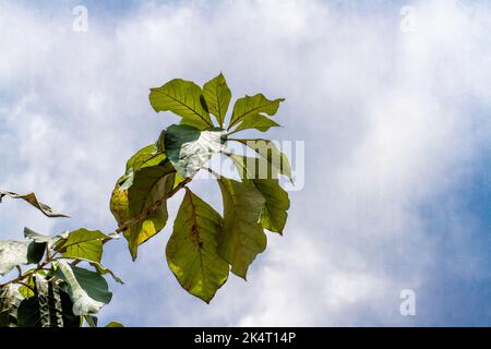 Un rametto di un ramo di teak le cui foglie sono ovali e verdi, isolate su uno sfondo di cielo bianco luminoso Foto Stock