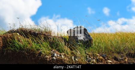 L'erba verde ondola nel vento sulle colline del monte Zlatibor in Serbia, immagine panoramica Foto Stock