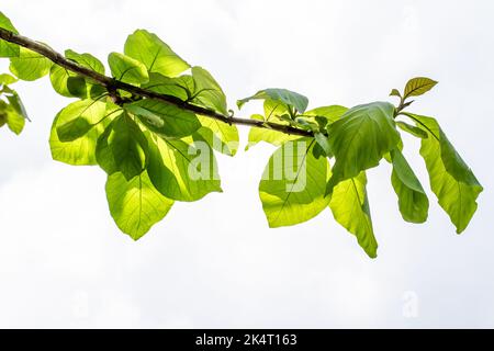 Un rametto di un ramo di teak le cui foglie sono ovali e verdi, isolate su uno sfondo di cielo bianco luminoso Foto Stock