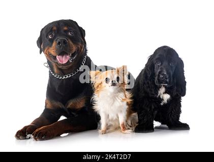 Inglese Cocker Spaniel, chihuahua e rottweiler di fronte a sfondo bianco Foto Stock