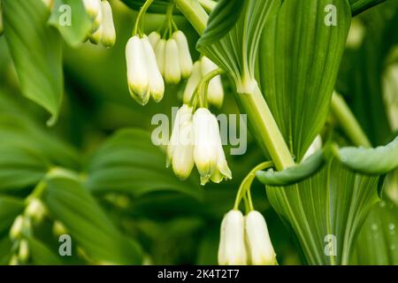 Polygonatum x hybridum 'Weihenstephan' Foto Stock