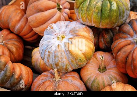 Pila di zucche del 'Musque de Provence' in una scatola di legno Foto Stock