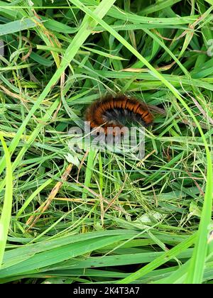 bruco di macrometilacia rubi molto grande con capelli lunghi giacenti nell'erba Foto Stock