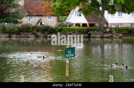 Brighton UK 4th ottobre 2022 - i livelli dell'acqua allo stagno sassone nel villaggio di Falmer vicino a Brighton sono quasi tornati alla normalità dopo recenti precipitazioni e la fauna selvatica è fiorente, tra cui questo giallo Wagtail appollaiato su un cartello No Fishing . Lo stagno completamente asciugato fuori durante la siccità estiva del 2022 . : Credit Simon Dack / Alamy Live News Foto Stock