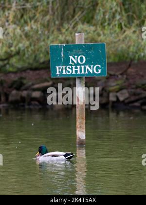 Brighton UK 4th ottobre 2022 - i livelli dell'acqua allo stagno sassone nel villaggio di Falmer vicino a Brighton sono quasi tornati alla normalità dopo le recenti precipitazioni e la fauna selvatica è fiorente . Lo stagno completamente asciugato fuori durante la siccità estiva del 2022 . : Credit Simon Dack / Alamy Live News Foto Stock