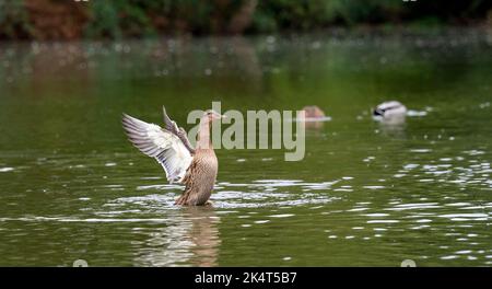 Brighton UK 4th ottobre 2022 - i livelli dell'acqua allo stagno sassone nel villaggio di Falmer vicino a Brighton sono quasi tornati alla normalità dopo recenti precipitazioni e la fauna selvatica è fiorente, tra cui questa anatra Mallard . Lo stagno completamente asciugato fuori durante la siccità estiva del 2022 . : Credit Simon Dack / Alamy Live News Foto Stock