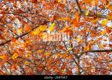 Liriodendron o tulipano foglie autunnali e fogliame sfondo Foto Stock
