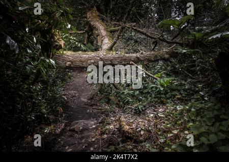 Un albero caduto attraverso un sentiero nel selvaggio subtropicale Penjjick Garden in Cornovaglia. Penjerrick Garden è riconosciuto come Cornovaglia vero giungla giardino Foto Stock