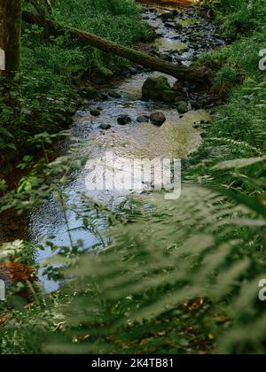 Il ruscello di Fairy Glen Falls e il paesaggio boschivo a Rosemarkie, Fortrose, Black Isle, Scotland UK Foto Stock