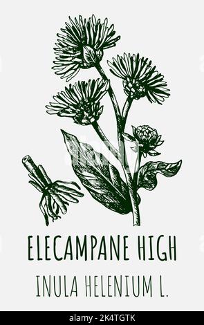 Disegni vettoriali di Elecampane alto. Illustrazione disegnata a mano. Nome latino INULA HELENIUM L. Foto Stock