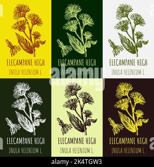 Set di disegni vettoriali di Elecampane alto in colori diversi. Illustrazione disegnata a mano. Nome latino INULA HELENIUM L. Foto Stock