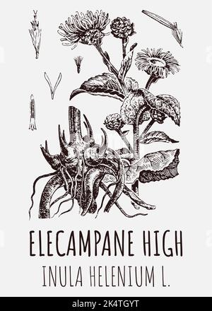 Disegni vettoriali di Elecampane alto. Illustrazione disegnata a mano. Nome latino INULA HELENIUM L. Foto Stock