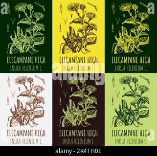 Set di disegni vettoriali di Elecampane alto in colori diversi. Illustrazione disegnata a mano. Nome latino INULA HELENIUM L. Foto Stock
