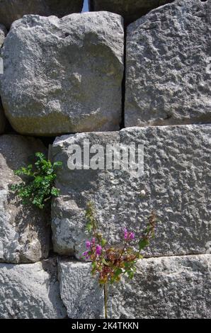 Particolare degli enormi blocchi calcarei che fortificarono l'intera area del sito archeologico di Pietrabbondante. Molise - Italia Foto Stock