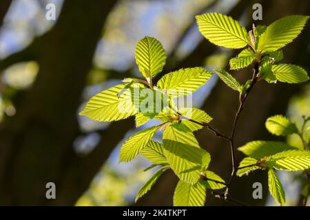 Primo piano Sassafras Albidum ad Amsterdam Paesi Bassi 11-4-2020 Foto Stock