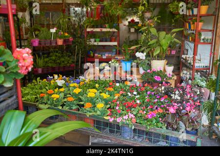 Ampia gamma di fiori e piante nel negozio di fiori o nel vivaio Foto Stock