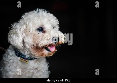 Antipolo, Filippine. 04th Ott 2022. Un cane visto durante la celebrazione della Giornata Mondiale degli Animali. La Giornata Mondiale degli Animali è un evento annuale che si celebra ogni 4th ottobre, la festa di Francesco d'Assisi, patrono degli Animali. La celebrazione della Giornata Mondiale degli Animali mette in evidenza la protezione degli animali come la questione più importante in tutto il mondo. Credit: SOPA Images Limited/Alamy Live News Foto Stock
