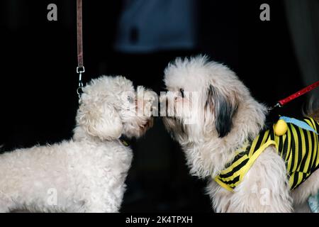 Antipolo, Filippine. 04th Ott 2022. Cani visti durante la celebrazione della Giornata Mondiale degli Animali. La Giornata Mondiale degli Animali è un evento annuale che si celebra ogni 4th ottobre, la festa di Francesco d'Assisi, patrono degli Animali. La celebrazione della Giornata Mondiale degli Animali mette in evidenza la protezione degli animali come la questione più importante in tutto il mondo. Credit: SOPA Images Limited/Alamy Live News Foto Stock