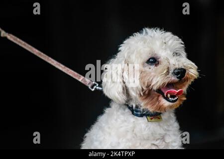 Antipolo, Filippine. 04th Ott 2022. Un cane visto durante la celebrazione della Giornata Mondiale degli Animali. La Giornata Mondiale degli Animali è un evento annuale che si celebra ogni 4th ottobre, la festa di Francesco d'Assisi, patrono degli Animali. La celebrazione della Giornata Mondiale degli Animali mette in evidenza la protezione degli animali come la questione più importante in tutto il mondo. Credit: SOPA Images Limited/Alamy Live News Foto Stock