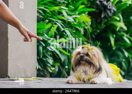 Antipolo, Filippine. 04th Ott 2022. Un cane visto durante la celebrazione della Giornata Mondiale degli Animali. La Giornata Mondiale degli Animali è un evento annuale che si celebra ogni 4th ottobre, la festa di Francesco d'Assisi, patrono degli Animali. La celebrazione della Giornata Mondiale degli Animali mette in evidenza la protezione degli animali come la questione più importante in tutto il mondo. (Foto di Ryan Eduard Benaid/SOPA Images/Sipa USA) Credit: Sipa USA/Alamy Live News Foto Stock