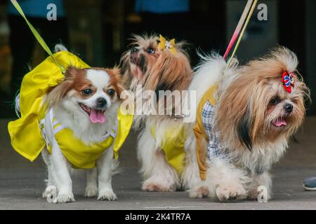 Antipolo, Filippine. 04th Ott 2022. Cani visti durante la celebrazione della Giornata Mondiale degli Animali. La Giornata Mondiale degli Animali è un evento annuale che si celebra ogni 4th ottobre, la festa di Francesco d'Assisi, patrono degli Animali. La celebrazione della Giornata Mondiale degli Animali mette in evidenza la protezione degli animali come la questione più importante in tutto il mondo. (Foto di Ryan Eduard Benaid/SOPA Images/Sipa USA) Credit: Sipa USA/Alamy Live News Foto Stock