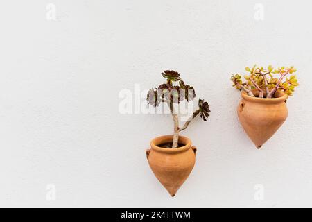 Aeonium arboreum e casula ovala in pentole Foto Stock