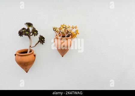 Aeonium arboreum e casula ovala in pentole Foto Stock